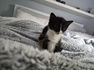 Mixed Breed cats Lovely fluffy kittens - Advert 9