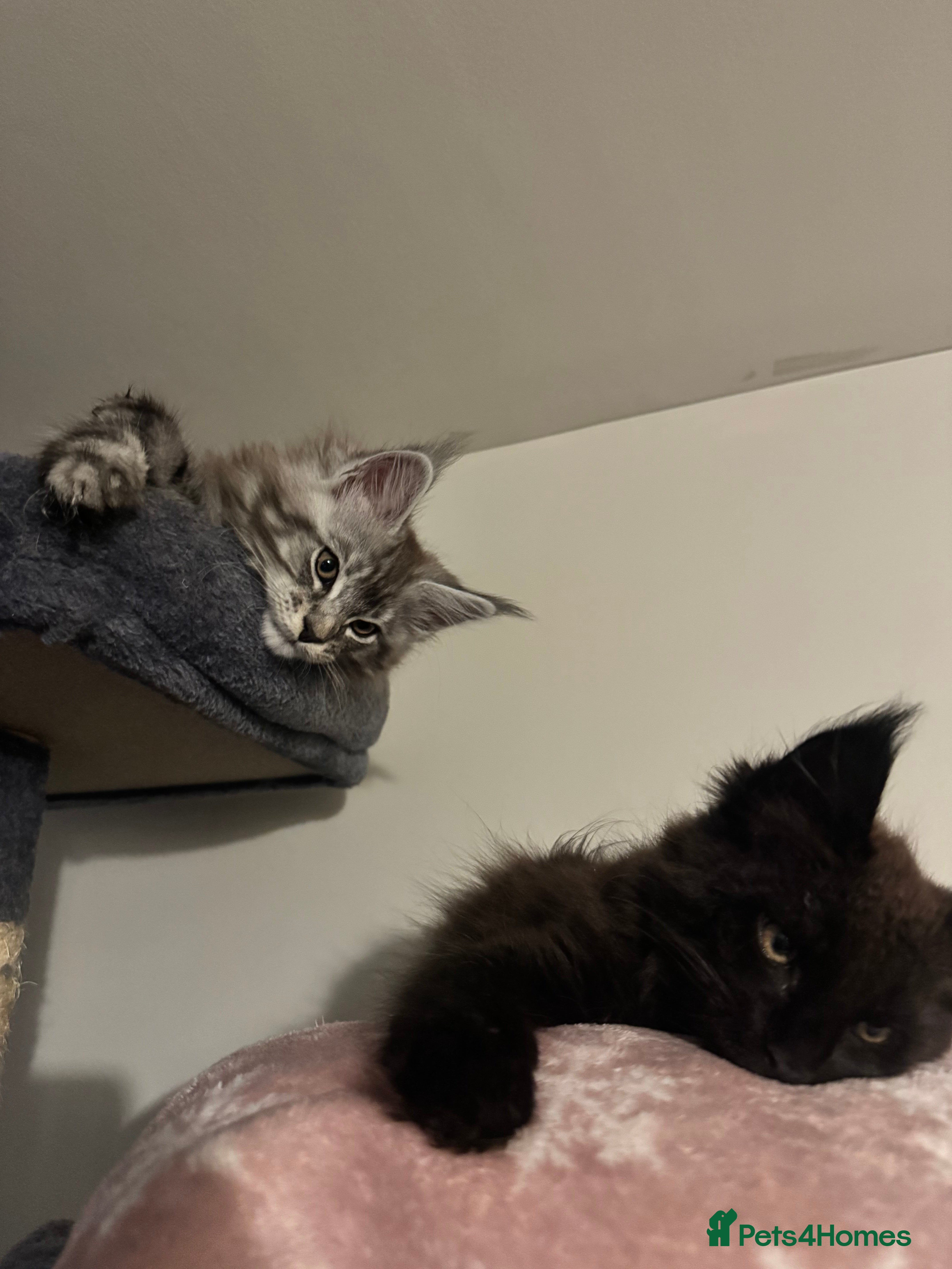 Maine Coon cats 3 Energetic and Loving Mainecoones - Advert 13