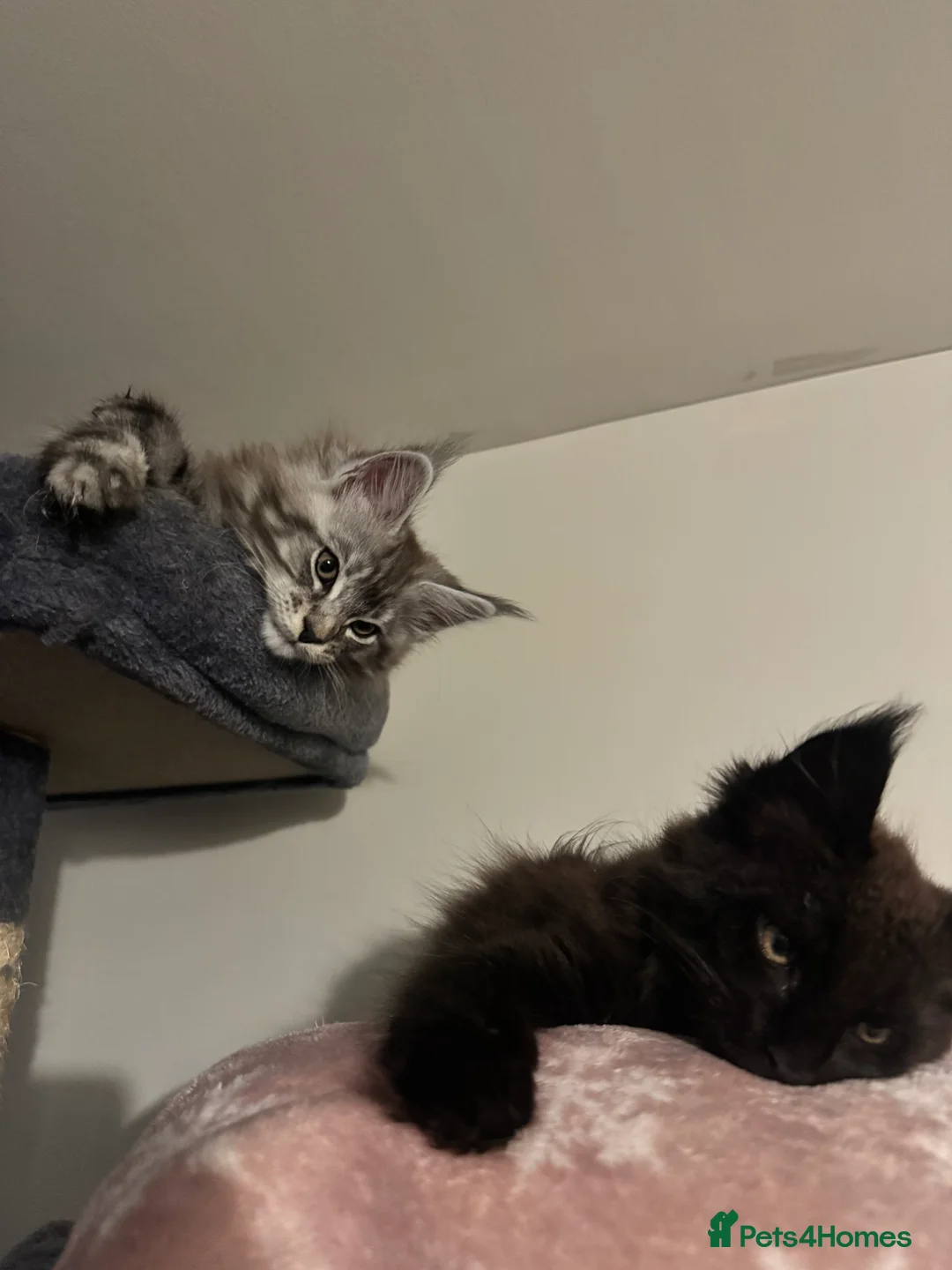 Maine Coon cats for sale: 3 Energetic and Loving Mainecoones - Advert 1