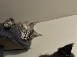 Maine Coon cats 3 Energetic and Loving Mainecoones - Advert 13