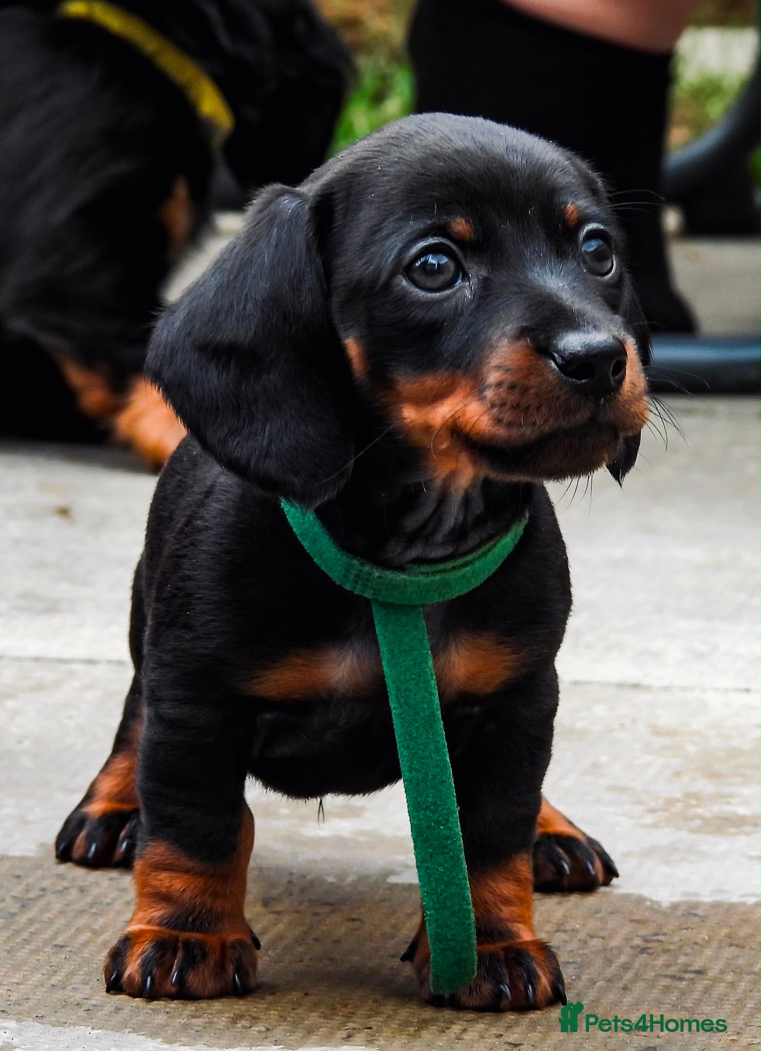 Miniature Dachshund dogs Miniature Black and Tan dachshunds  - Advert 15