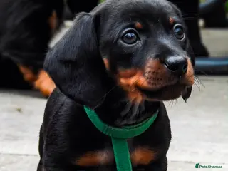 Miniature Dachshund dogs Miniature Black and Tan dachshunds - Advert 15