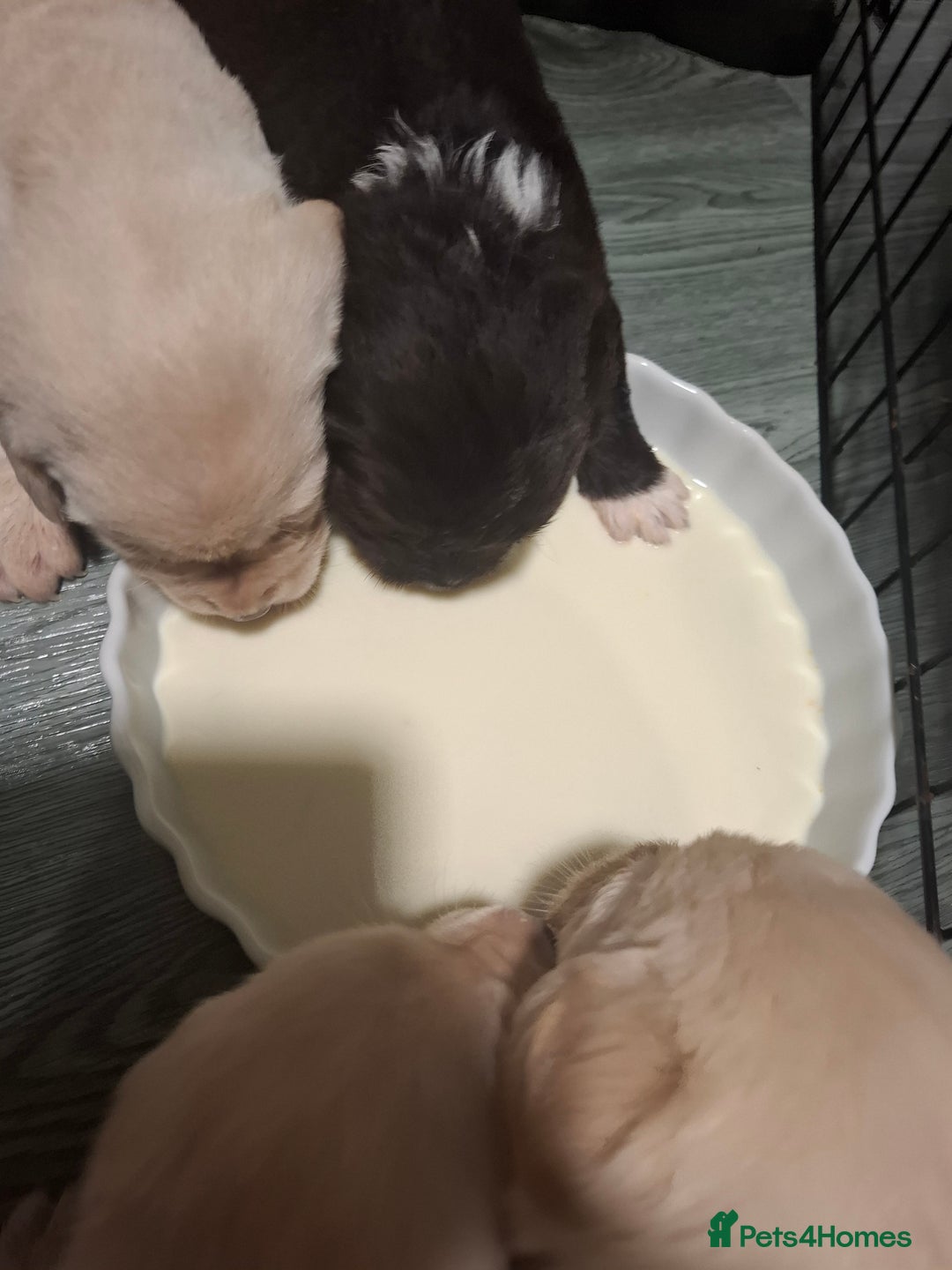 Labradoodle dogs for sale: Beautful labradoodle puppies available for sale  - Advert 14