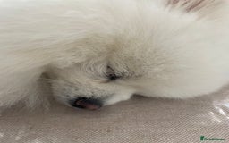 Pomeranian dogs for stud: KC King Loki Pomeranian stud  - Image 2