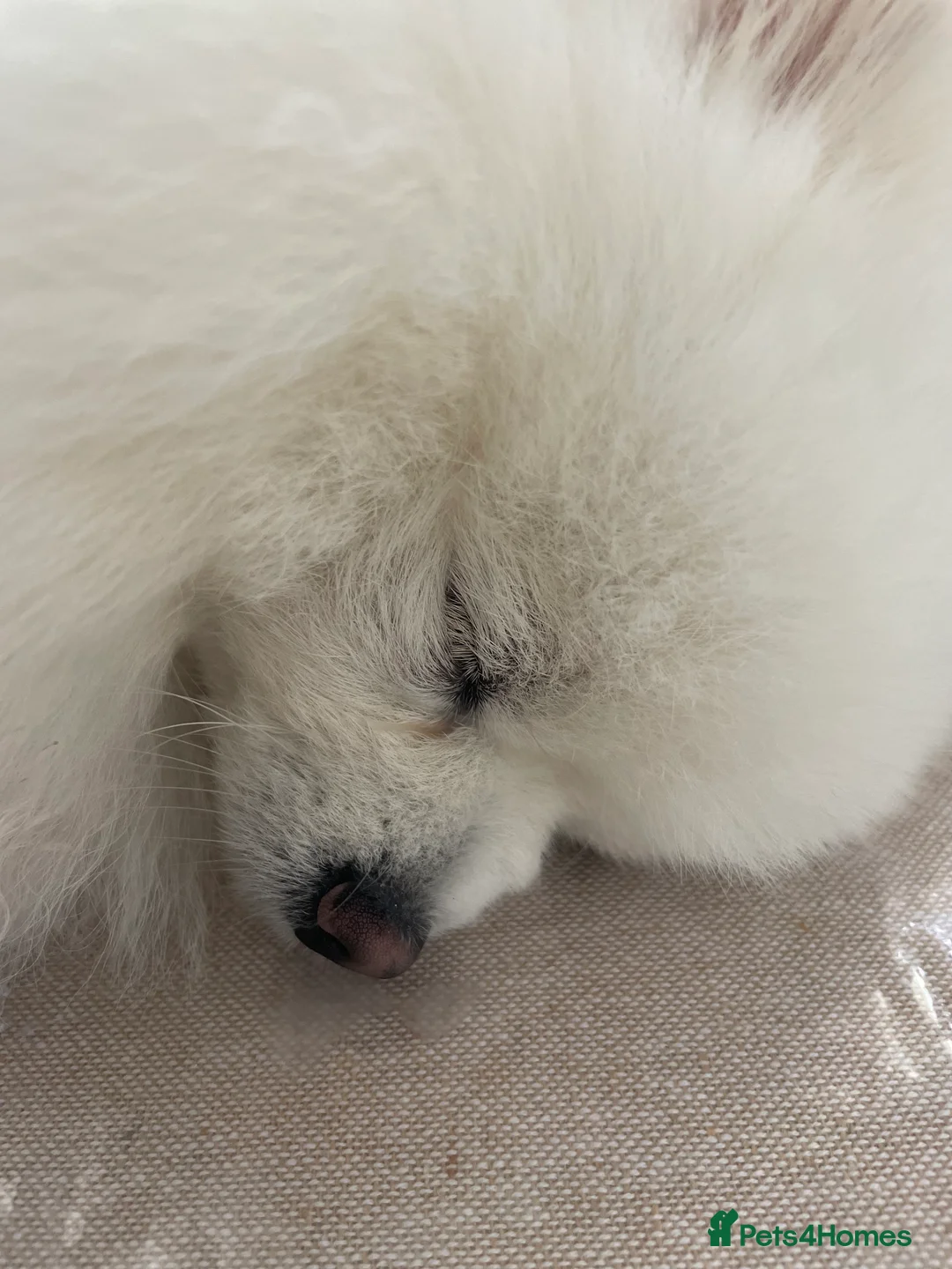 Pomeranian dogs for stud: KC King Loki Pomeranian stud  - Advert 2