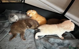 British Shorthair cats for sale: Beautiful pedigree bsh kittens  - Image 4