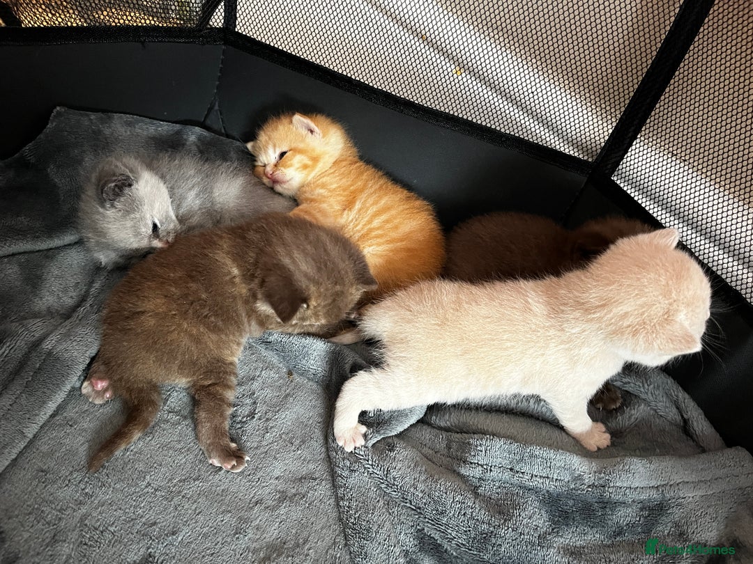 British Shorthair cats for sale: Beautiful pedigree bsh kittens  - Image 4