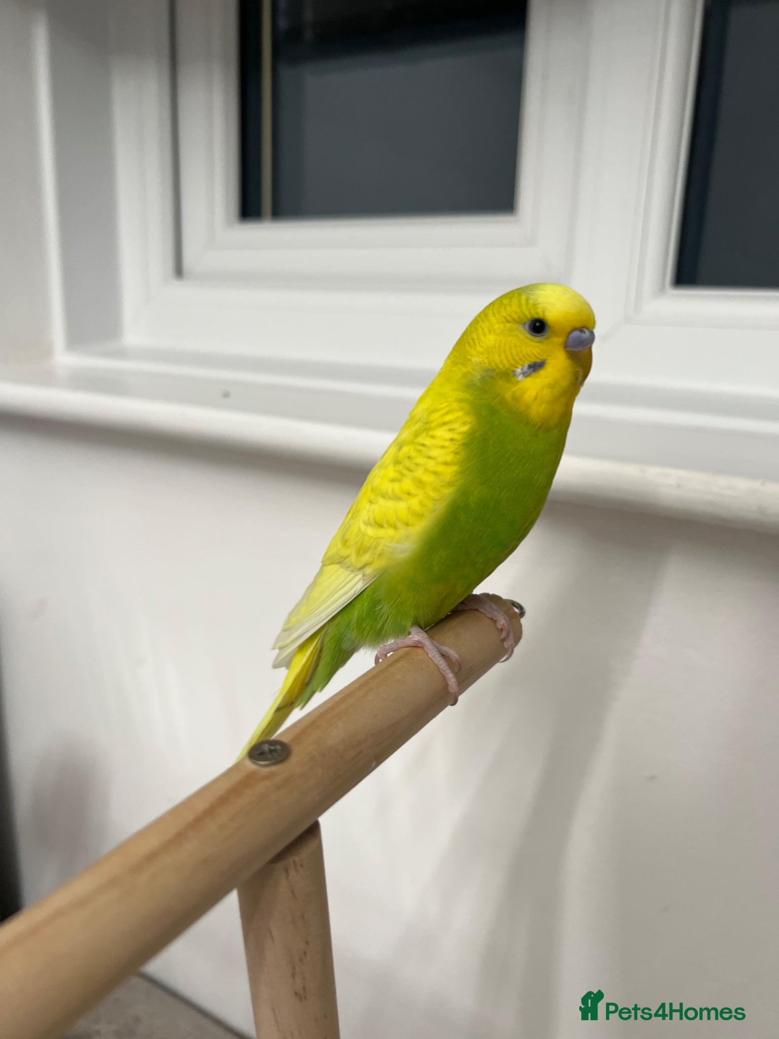 Budgerigars birds Mixed budgies for sale - Advert 1