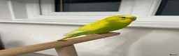 Budgerigars birds for sale: Mixed budgies for sale - Advert 1