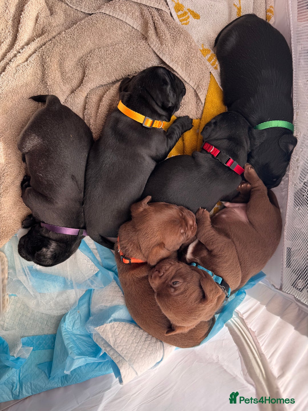 Mixed Breed dogs for sale: French bulldog x Patterdale terrier - Image 7