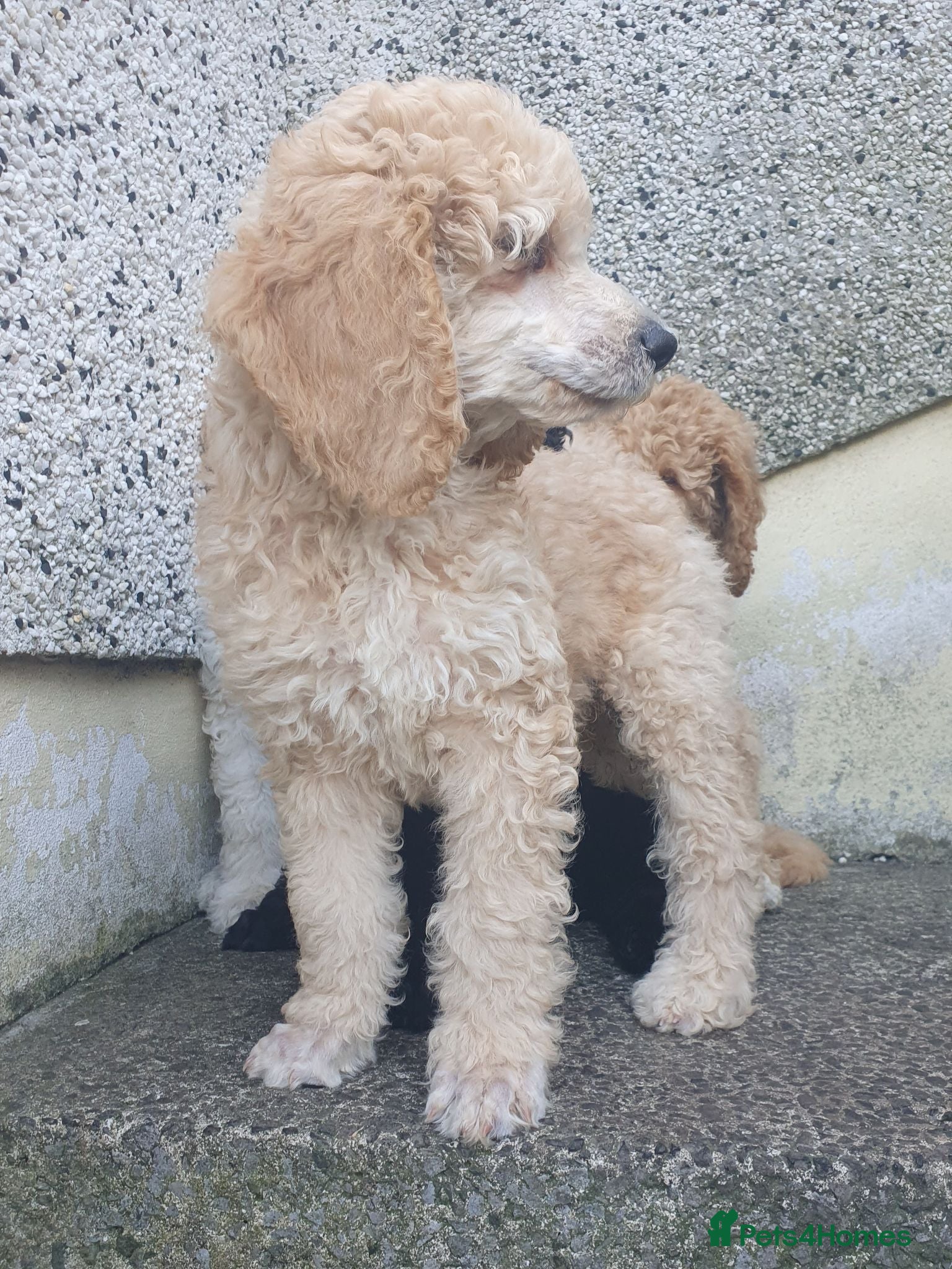 Standard Poodle dogs READY NOW! Standard poodle puppy's kc reg - Advert 3