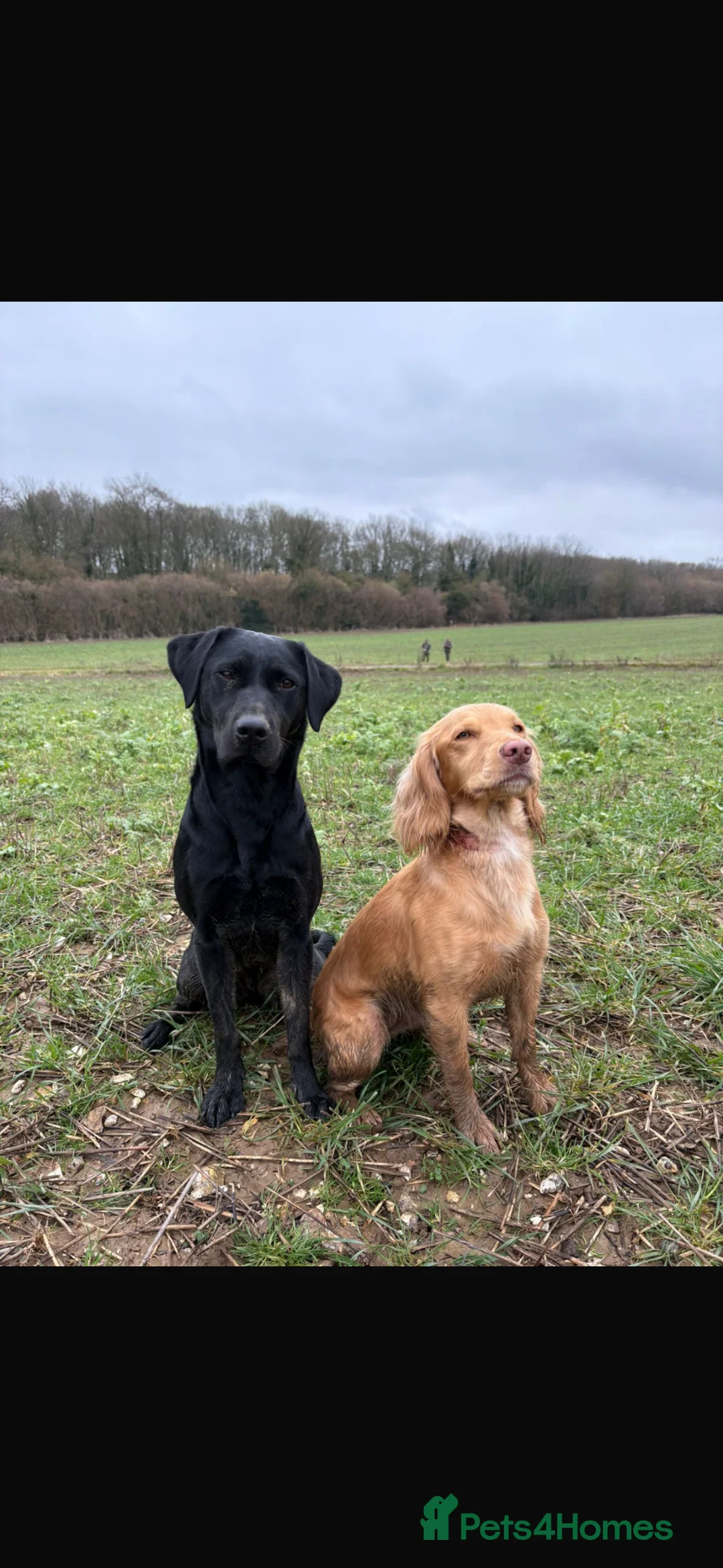 Labrador Retriever dogs for sale: KC Registered Labrador Retriever Puppies - Advert 4