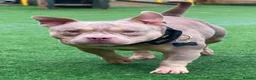Mixed Breed dogs for sale: 4 year old male neutered pocket bully - Advert 4