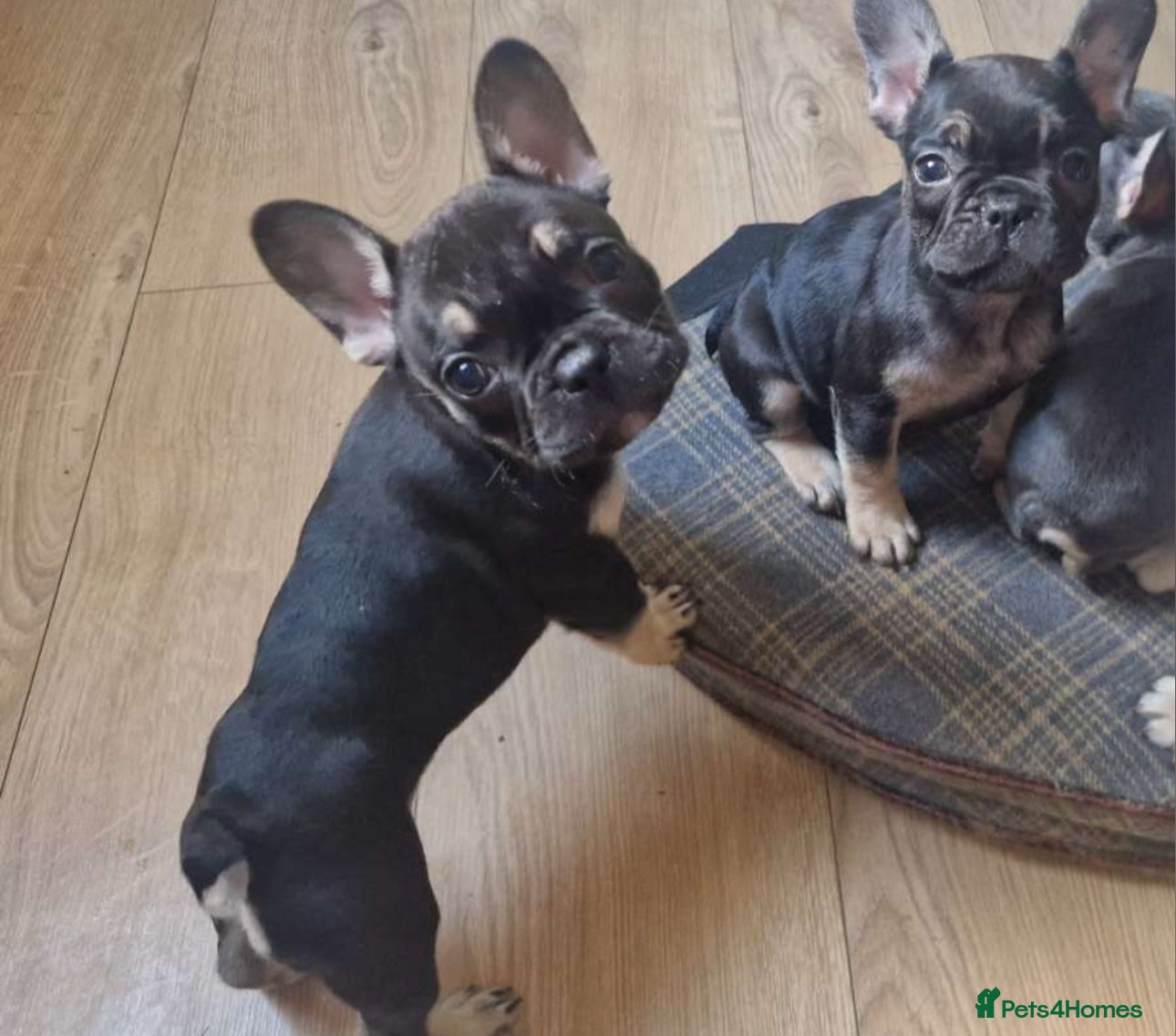 French Bulldog dogs French bulldog puppy Black and Tan  - Advert 8