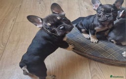 French Bulldog dogs for sale: French bulldog puppy Black and Tan  - Image 1