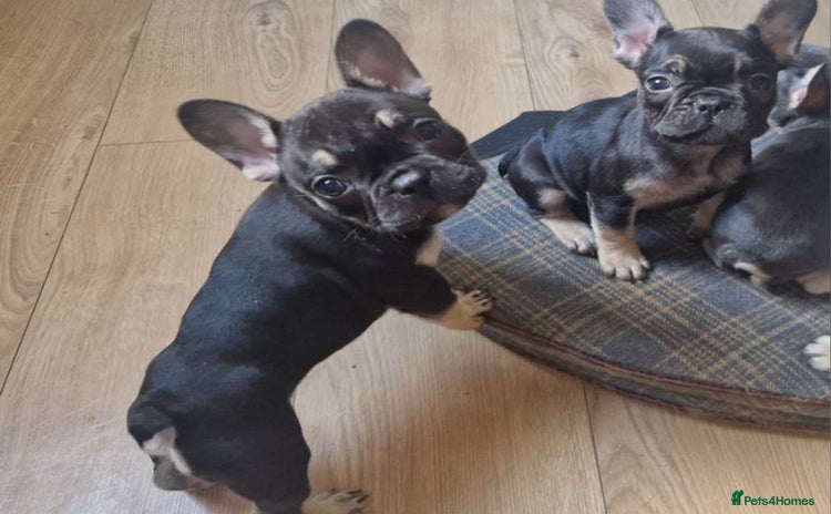 French Bulldog dogs - Advert 16