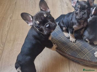 French Bulldog dogs - Advert 14