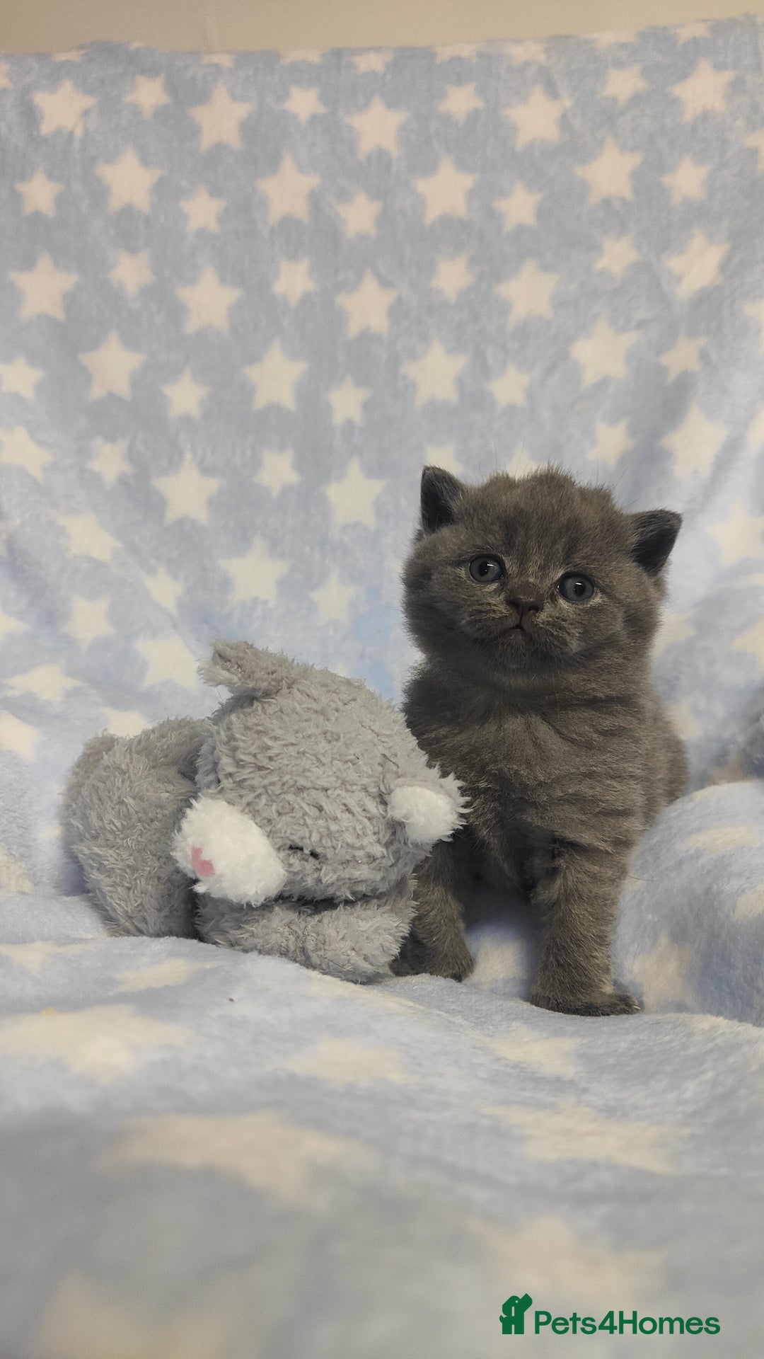 British Shorthair cats for sale: GCCF REGISTERED CHUNKY BRITISH SHORTHAIR KITTENS - Advert 9