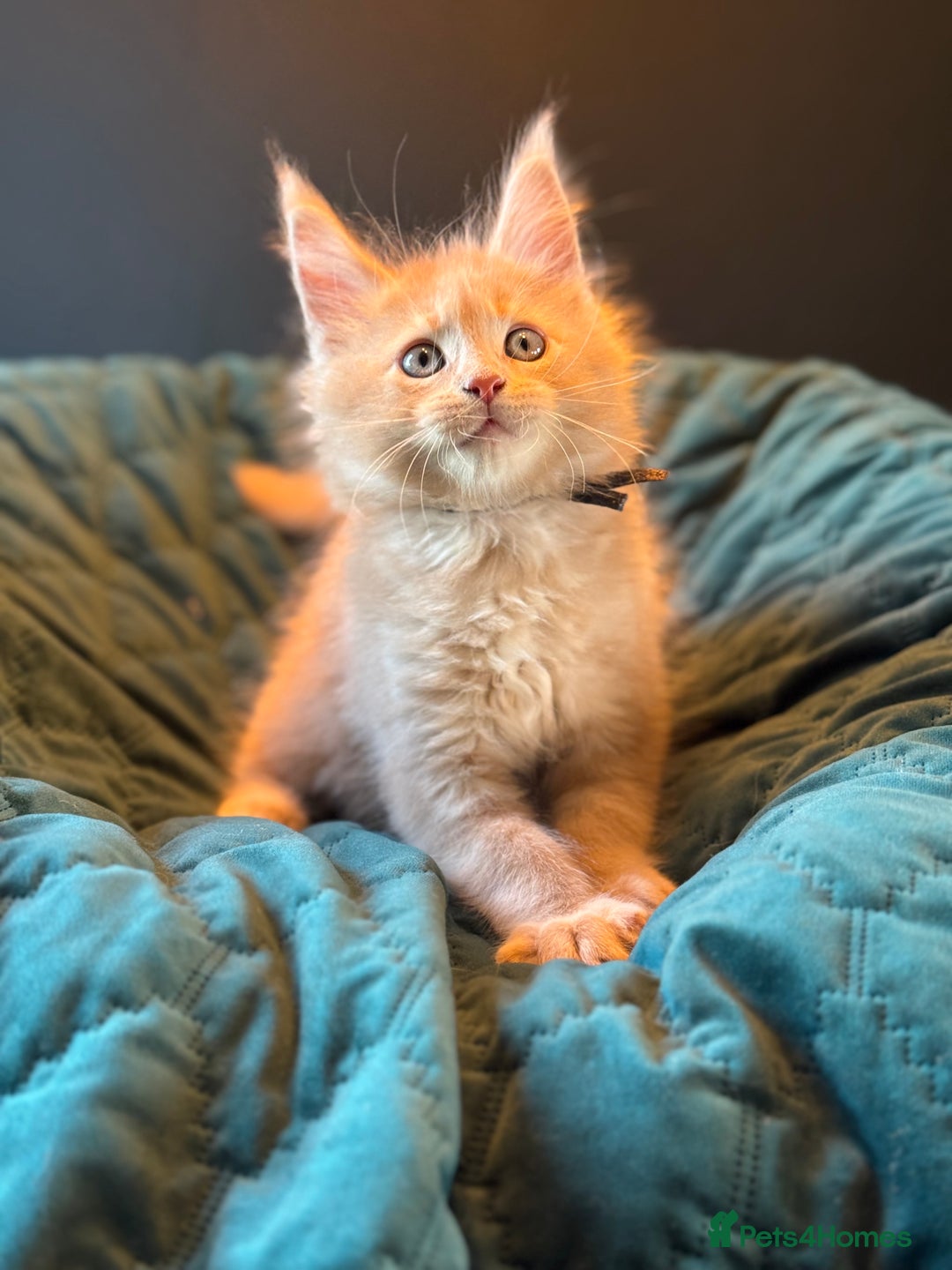 Maine Coon cats for sale: TICA Ginger, Red & Blue Tortie Maine Coon  - Image 12