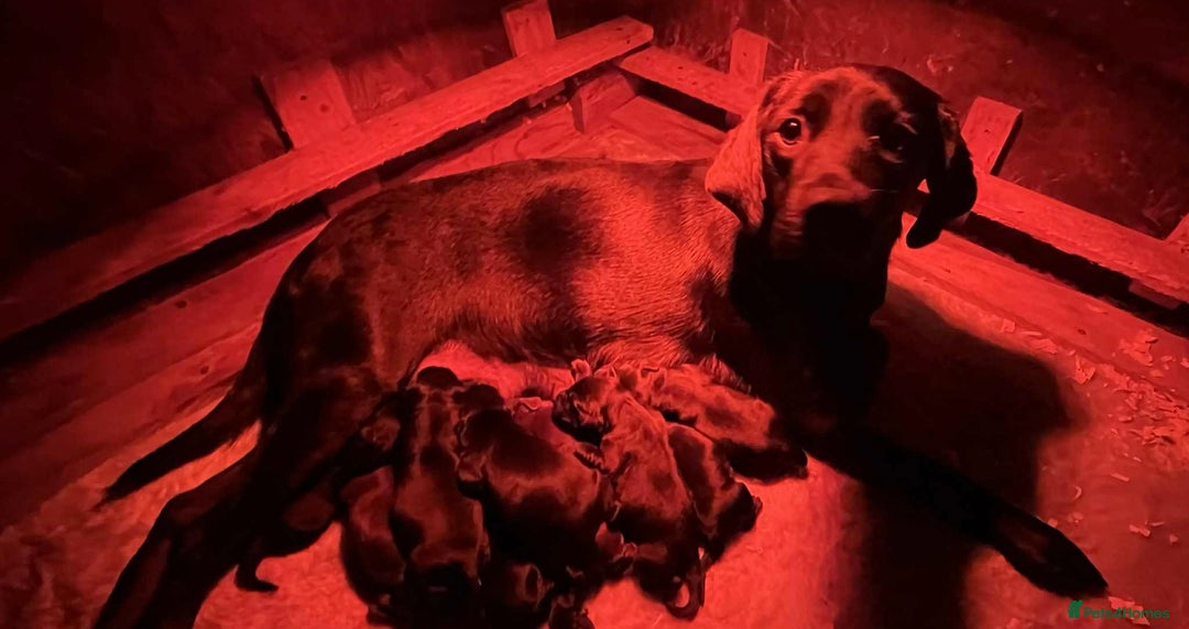 Cockerdor dogs for sale: Beautiful cockerdor puppies - Image 2