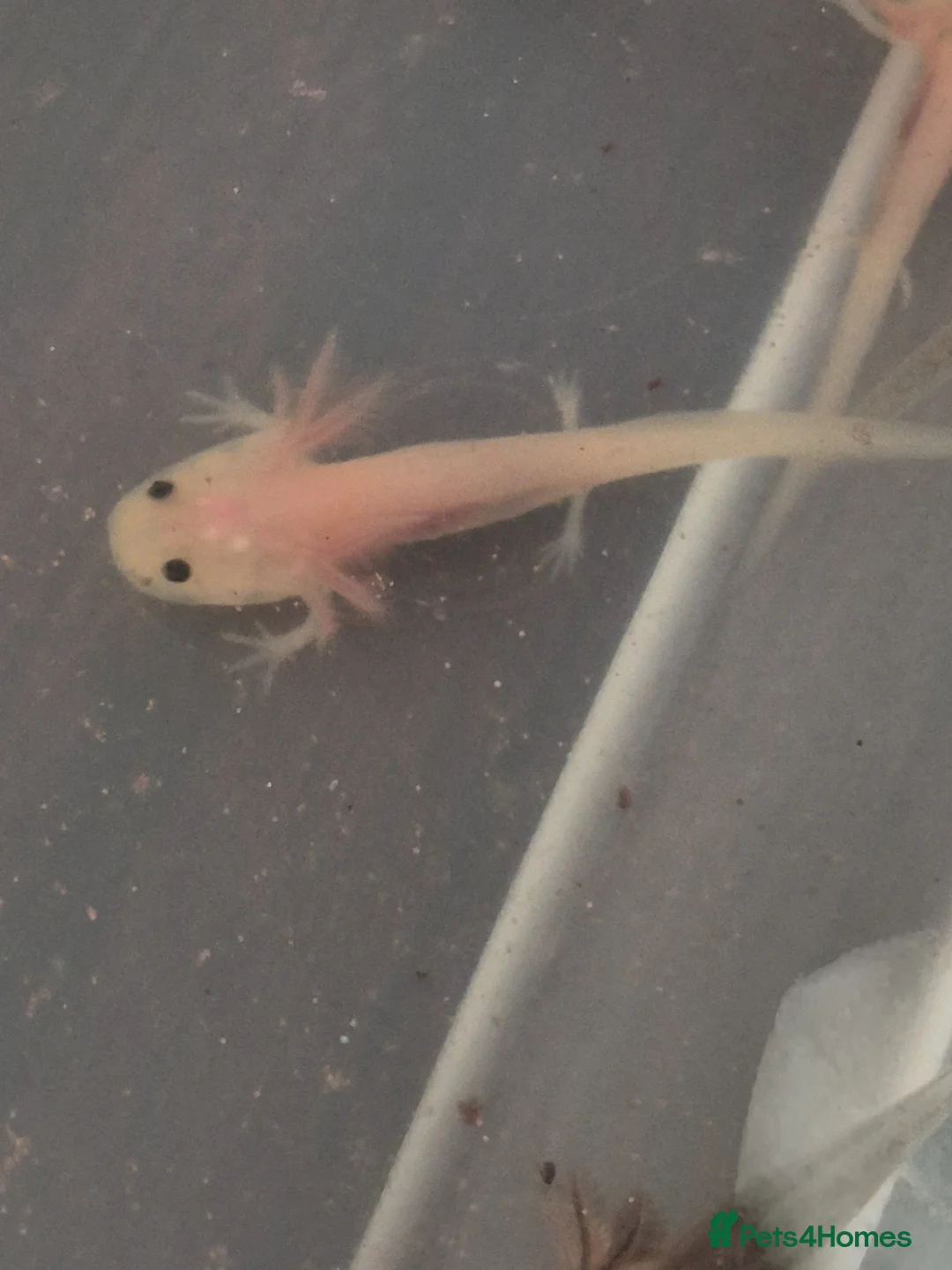 Other/Mixed Breed fish for sale: Axolotl babies for sale  in Cardiff - Advert 5