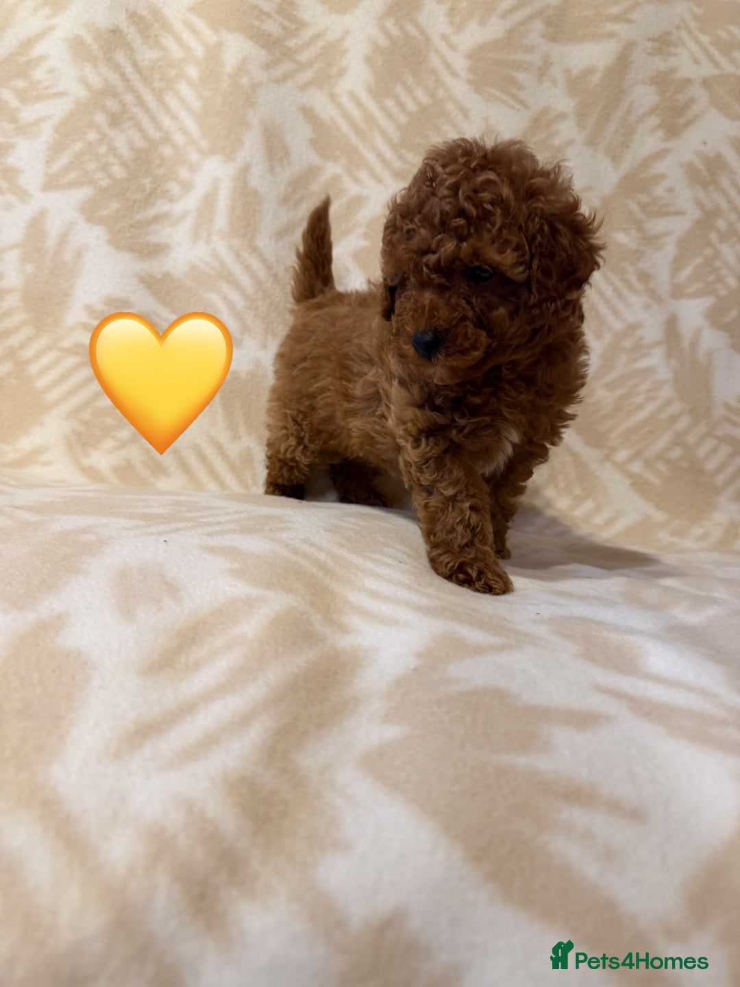 Toy Poodle dogs for sale: Beautiful toy poodles  - Advert 9