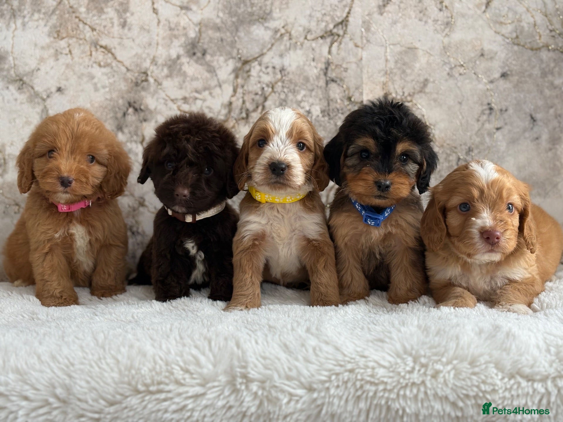 Cockapoo dogs Health tested F1 cockapoo puppies 🐶  - Advert 2