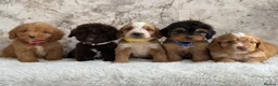 Cockapoo dogs for sale: Health tested F1 cockapoo puppies 🐶  - Advert 2