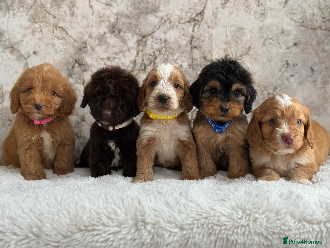 Cockapoo dogs for sale: Health tested F1 cockapoo puppies 🐶  - Advert 2