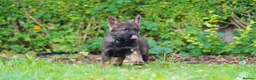 German Shepherd dogs for sale: German Shepherd puppies for sale!!! - Advert 9