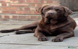 Labrador Retriever dogs for sale: Adorable Labrador Retriever Puppies  🐶💛 - Image 29