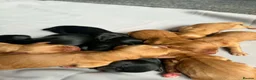 Cocker Spaniel dogs for stud: Proven Chocolate and tan show cocker stud  - Advert 3