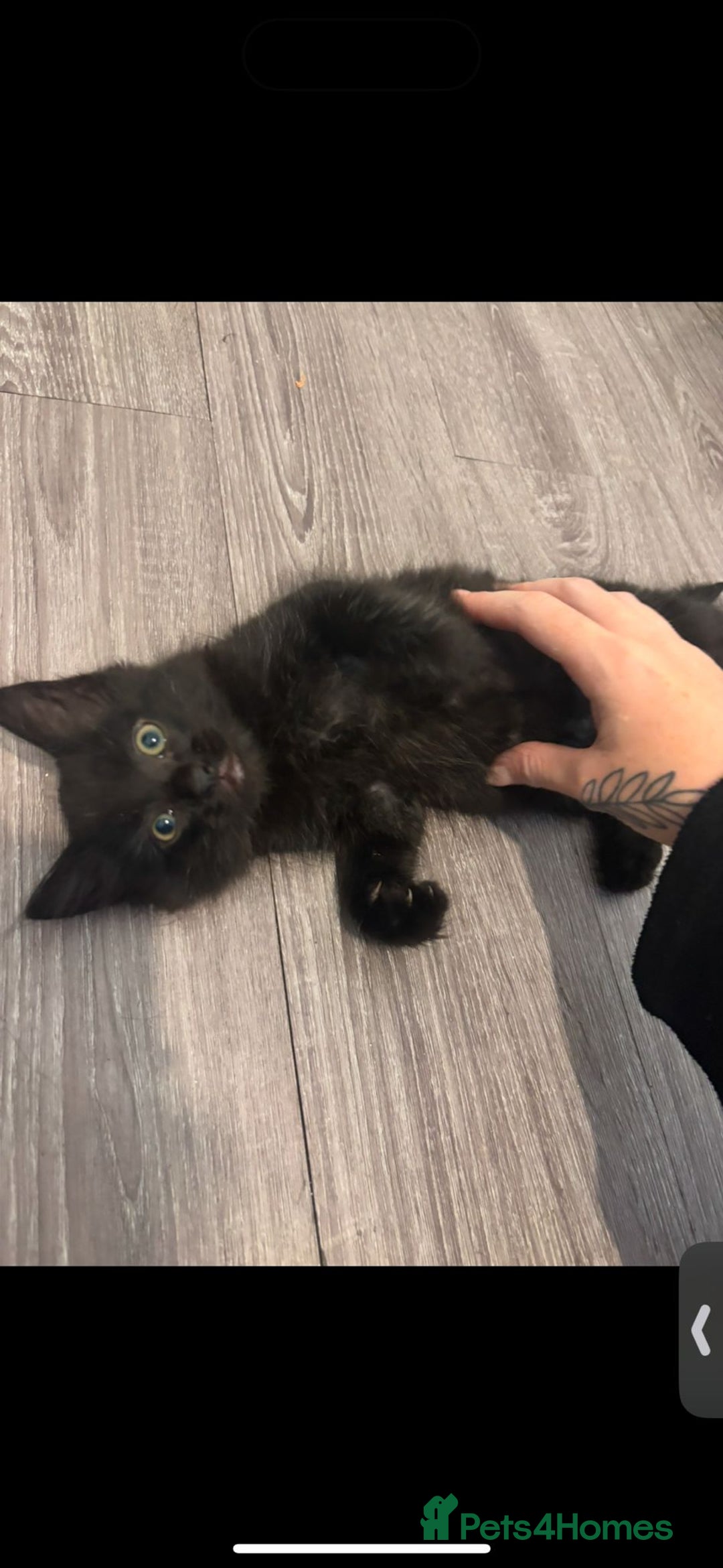 Mixed Breed cats for sale: 7 all black kittens - Image 21