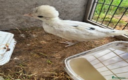 Chickens poultry for sale: Polish chicks Unsexed chicken bantam - Image 2