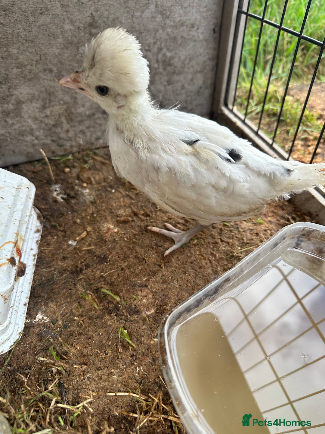 Chickens poultry for sale: Polish chicks Unsexed chicken bantam - Image 2