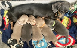 Dachshund dogs for sale: Beautiful mini dachshund babies  - Image 1