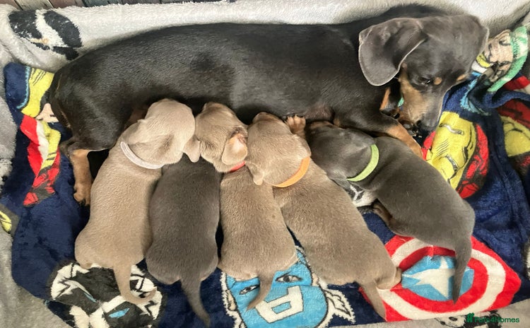 Dachshund dogs - Advert 7