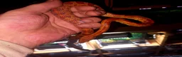 Corn Snake reptiles for sale: Cornsnakes forsale males females 2025 hatchlings  - Advert 12