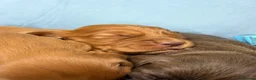 Cocker Spaniel dogs for sale: 5stunning kc registered puppies🩵 - Advert 20