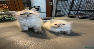 Ragdoll cats - Advert 13