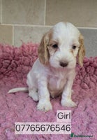 Cockapoo dogs Classic Cockapoo Puppies Homebred Council Licenced - Advert 11
