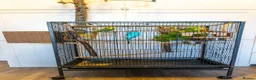 Budgerigars birds for sale: Budgies - Bobbie & Mango in Westbury - Advert 10