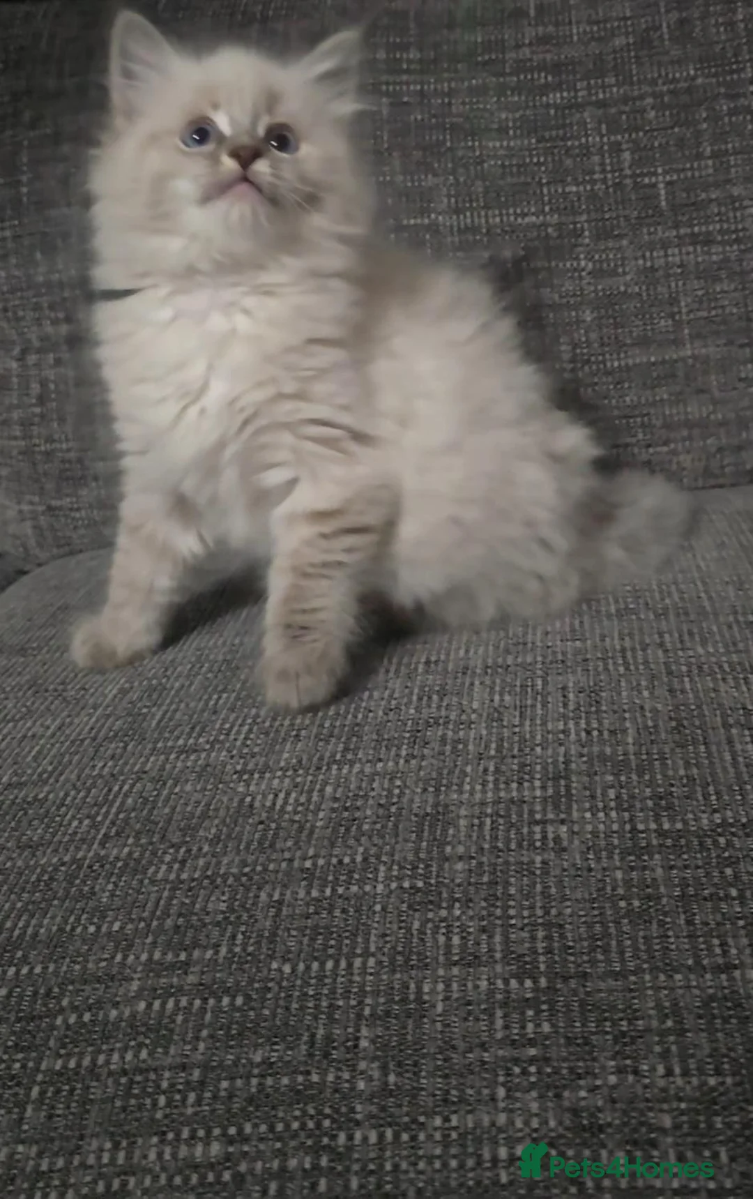 Mixed Breed cats for sale: Blue tabby ragdoll x - Advert 1