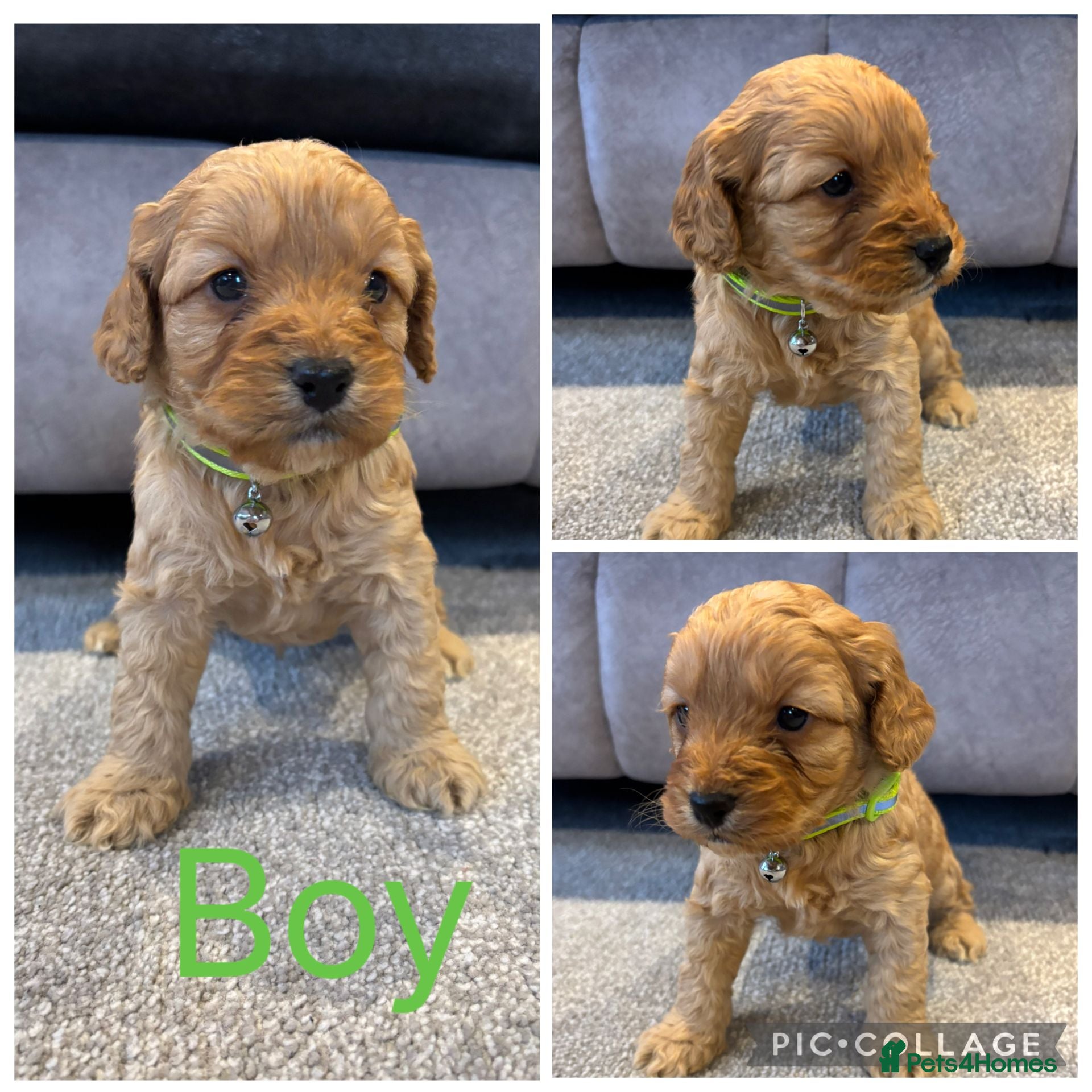 Cockapoo dogs Six stunning cockapoo puppies - Advert 1