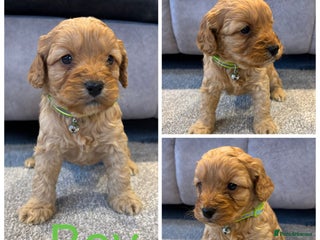 Cockapoo dogs Six stunning cockapoo puppies - Advert 15