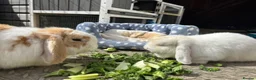 Mini Lop rabbits for sale: Bonded buns needing a new home - Advert 4