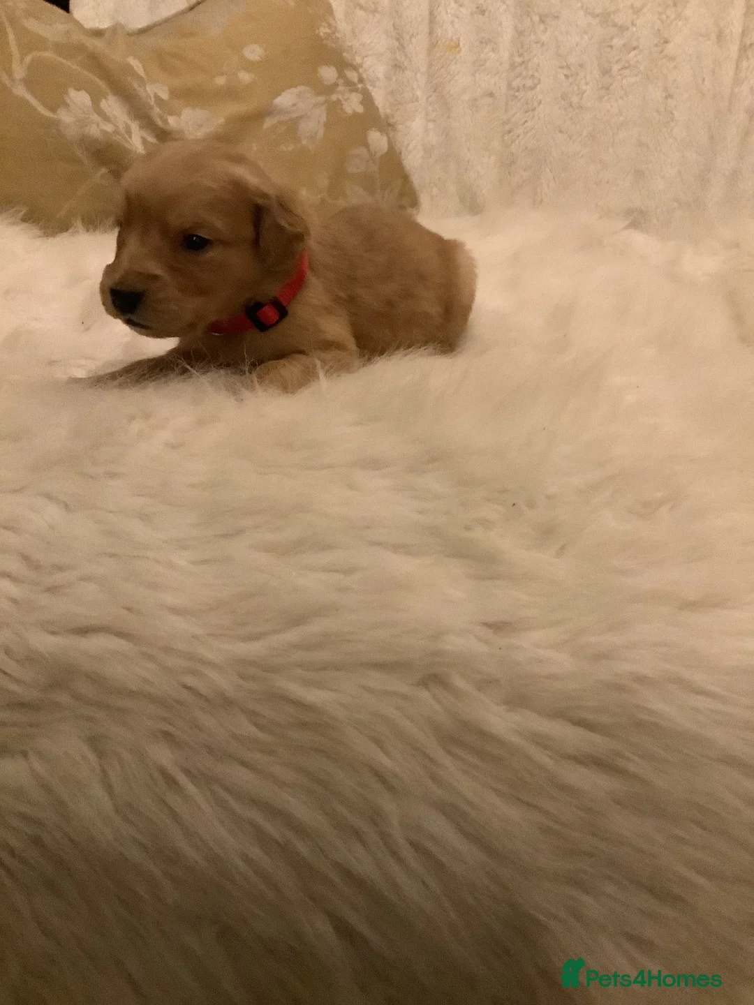 Golden Retriever dogs for sale: Gorgeous dark kc golden retriever pups - Advert 2