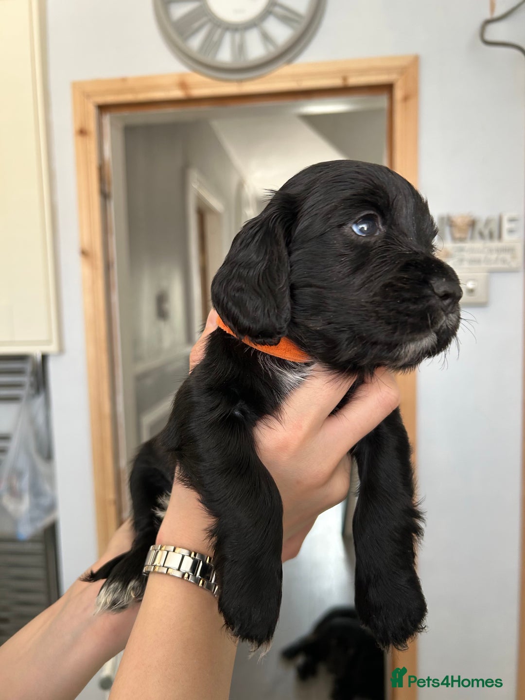 Cocker Spaniel dogs for sale: Cocker spaniels - Image 16
