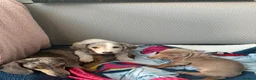 Miniature Dachshund dogs for sale: Miniature Dachshund Pups🤩 1 boy & girl available! - Advert 4