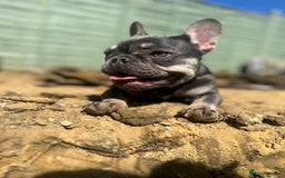 French Bulldog dogs for sale: Pixie  - Image 6